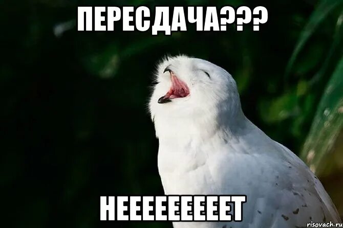 На пересдачу с клыками читать. Пересдача мем. мемы про пересдачу. пересдача картинка. картинки пересдача экзамена.