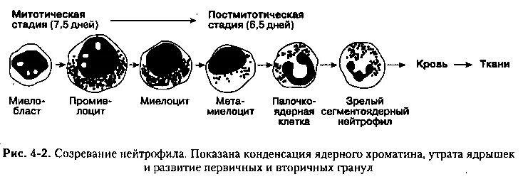 Гранулоцитопоэз нейтрофилов. Этапы созревания нейтрофилов. Схема образования нейтрофилов. Стадии нейтрофилов. Нейтрофильный лейкоцит строение.