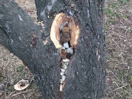 Замазать яблоню