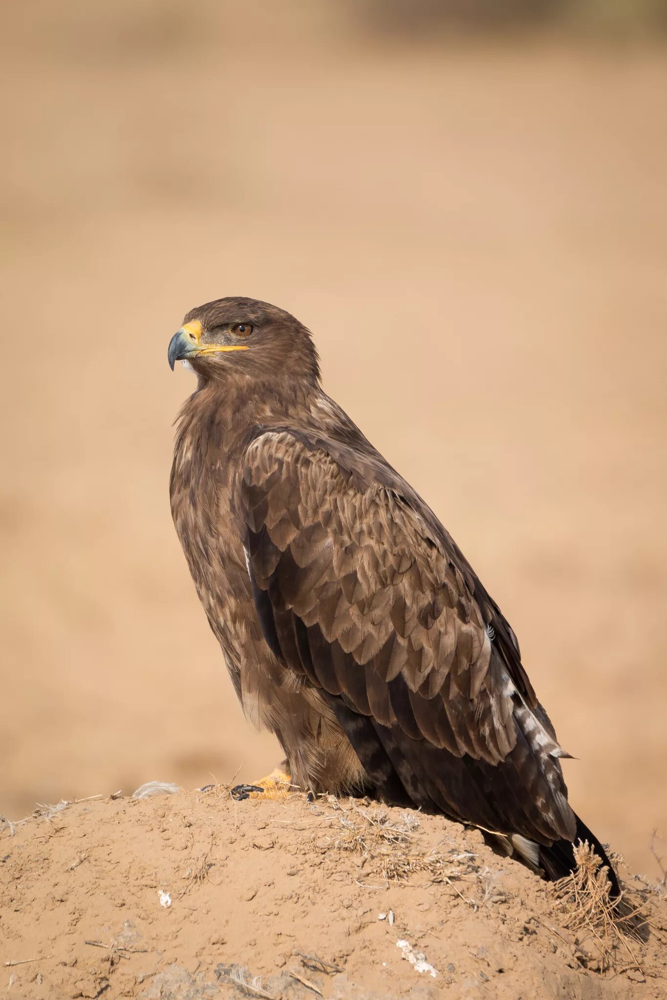 Орел степная птица. Степной орёл (Aquila nipalensis. Пустынный канюк. Степной Орел среднеазиатский. Хищные птицы Степной Орел.
