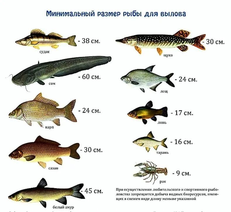 Какая должна быть рыба. Размер рыбы разрешенной к вылову. Допустимый размер рыбы разрешенный к вылову. Размер рыб, для улова. Размеры рыб для ловли.