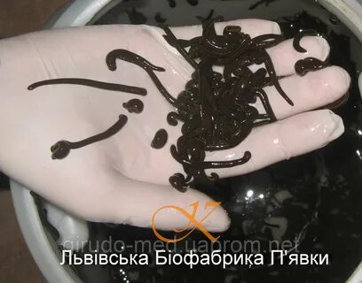 Пиявки медицинские нижний новгород