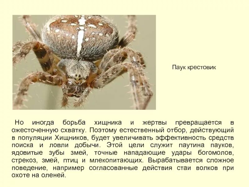 Паукообразные паук крестовик характеристика. Паук Мизгирь крестовик. Паук крестовик ядовитый. Крестовики Аранеоморфные пауки.
