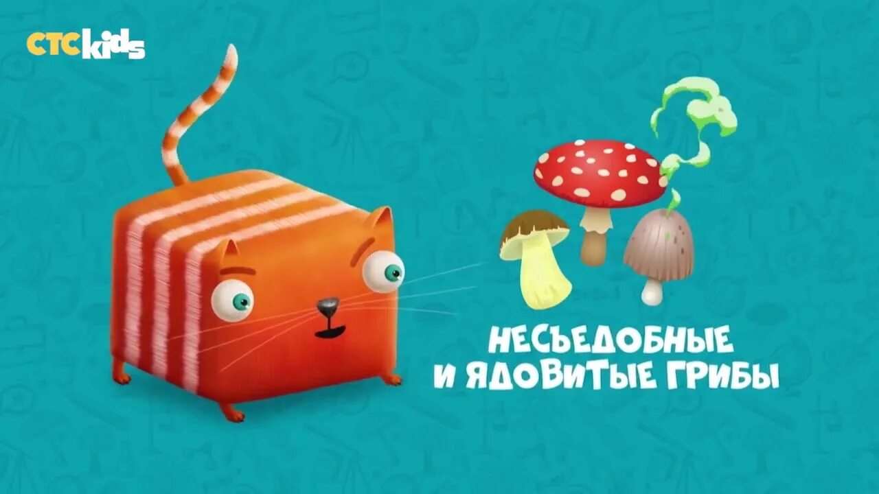 Кубо котики симбочка. Кубакот. Кот кубакот. Развлечебу кот Куба кот.