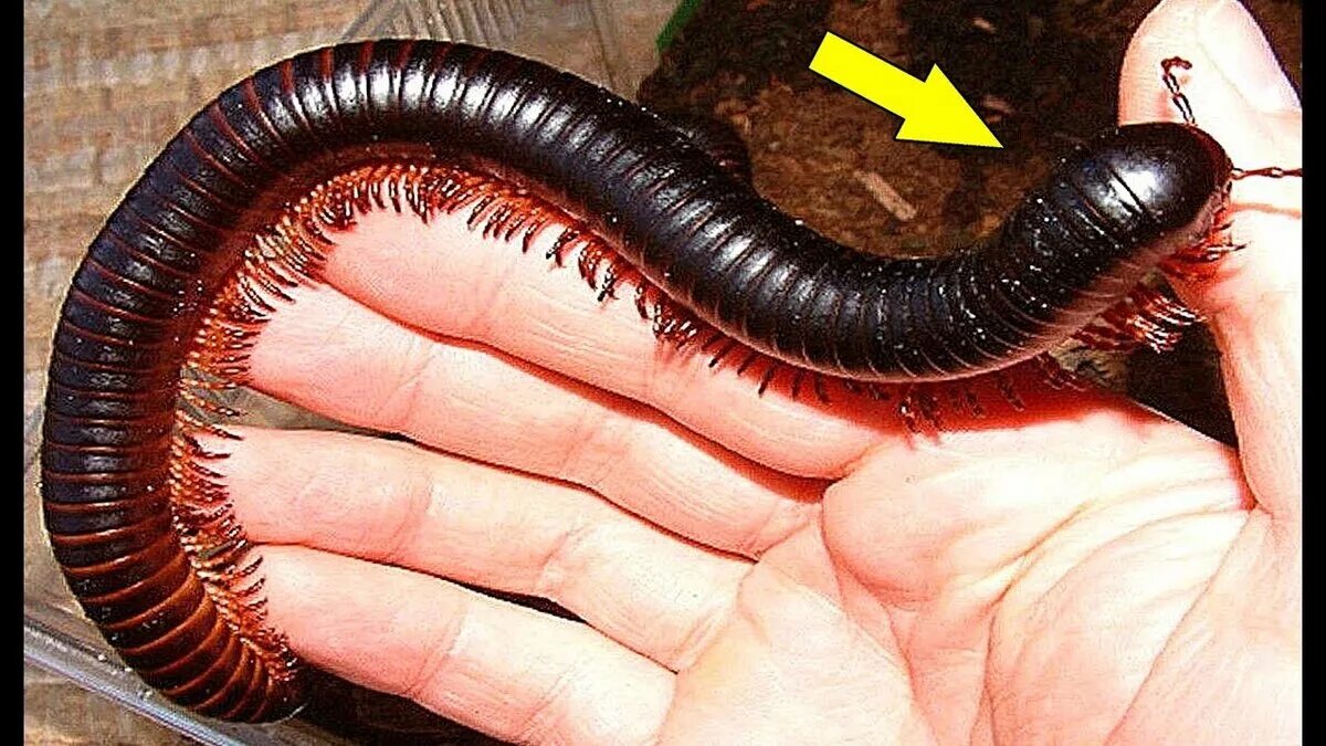 Многоножка Millipede. Мадагаскарский кивсяк. Черная сороконожка сколопендра. Многоножка червь