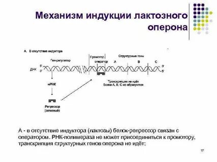 Оператор рнк