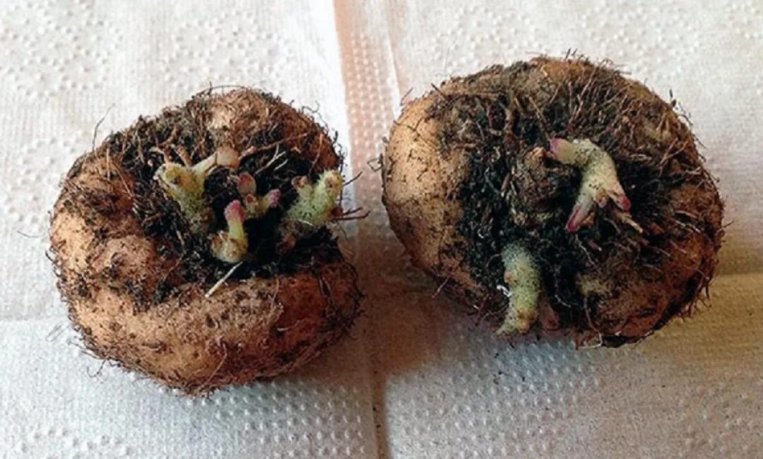 Клубень глоксинии. Глоксиния клубневая. Перевалка глоксинии. Укорененный лист глоксинии. Глоксиния клубневая.