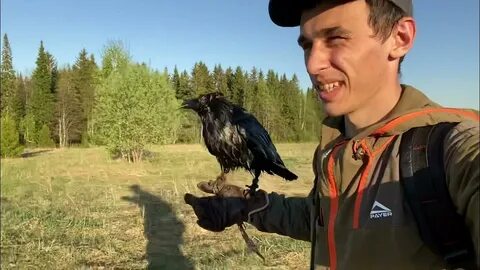 Ютуб видео ворон