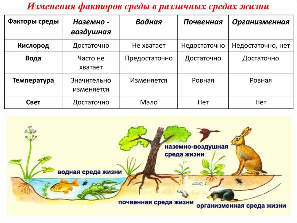 Среды жизни водная наземно-воздушная почвенная организменная. Факторы наземной среды обитания. Схема приспособления организмов. Среды жизни таблица.