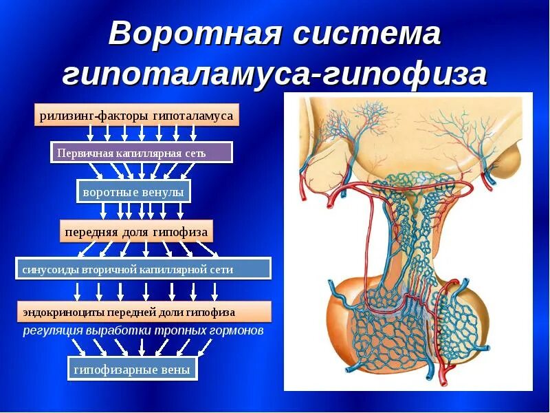 Гипоталамус и гипоталамо-гипофизарная система. Кровоснабжение аденогипофиза гистология. Гипофизарная воротная Вена. Чудесная капиллярная сеть гипофиза.