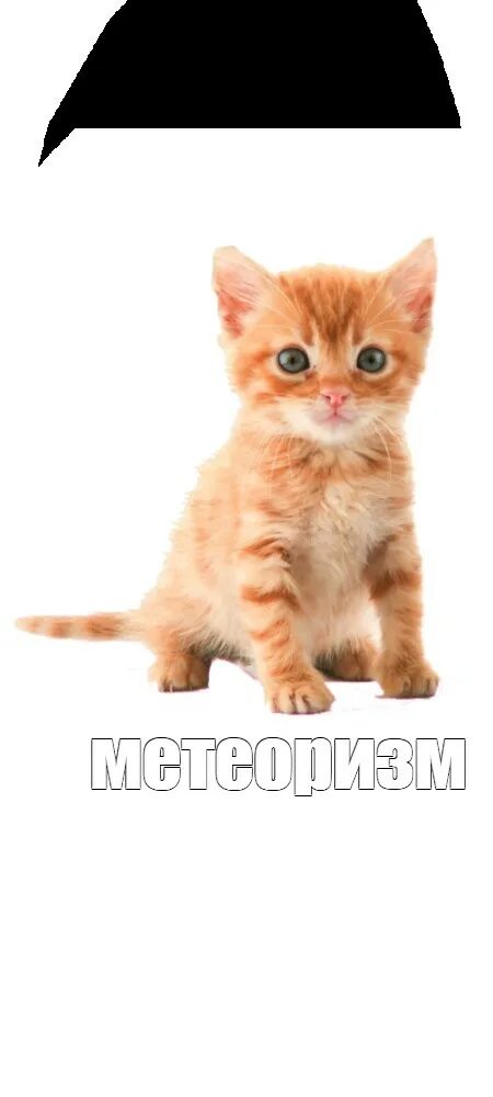 Мяу мяу мяу мем с котом грустный Забавные фото котеек ЯПлакалъ