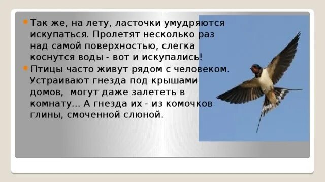 Как в народе называют ласточку