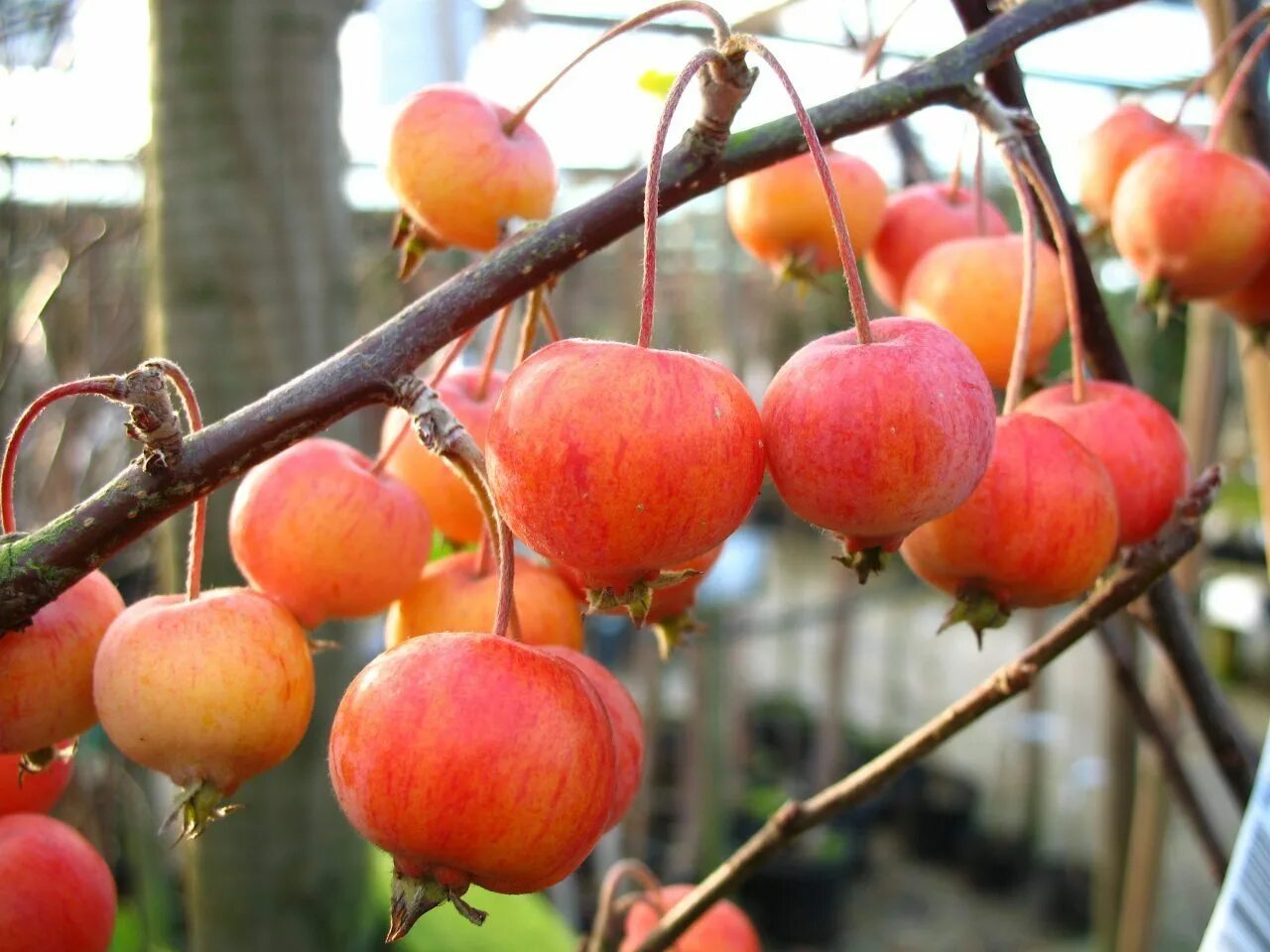 Яблоня гибридная недзвецкого. Яблоня ред кетти. Яблоня malus royalty. Malus floribunda. Яблоня хелена.