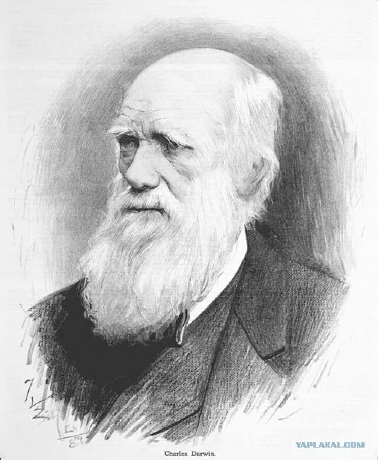 Дарвин портрет