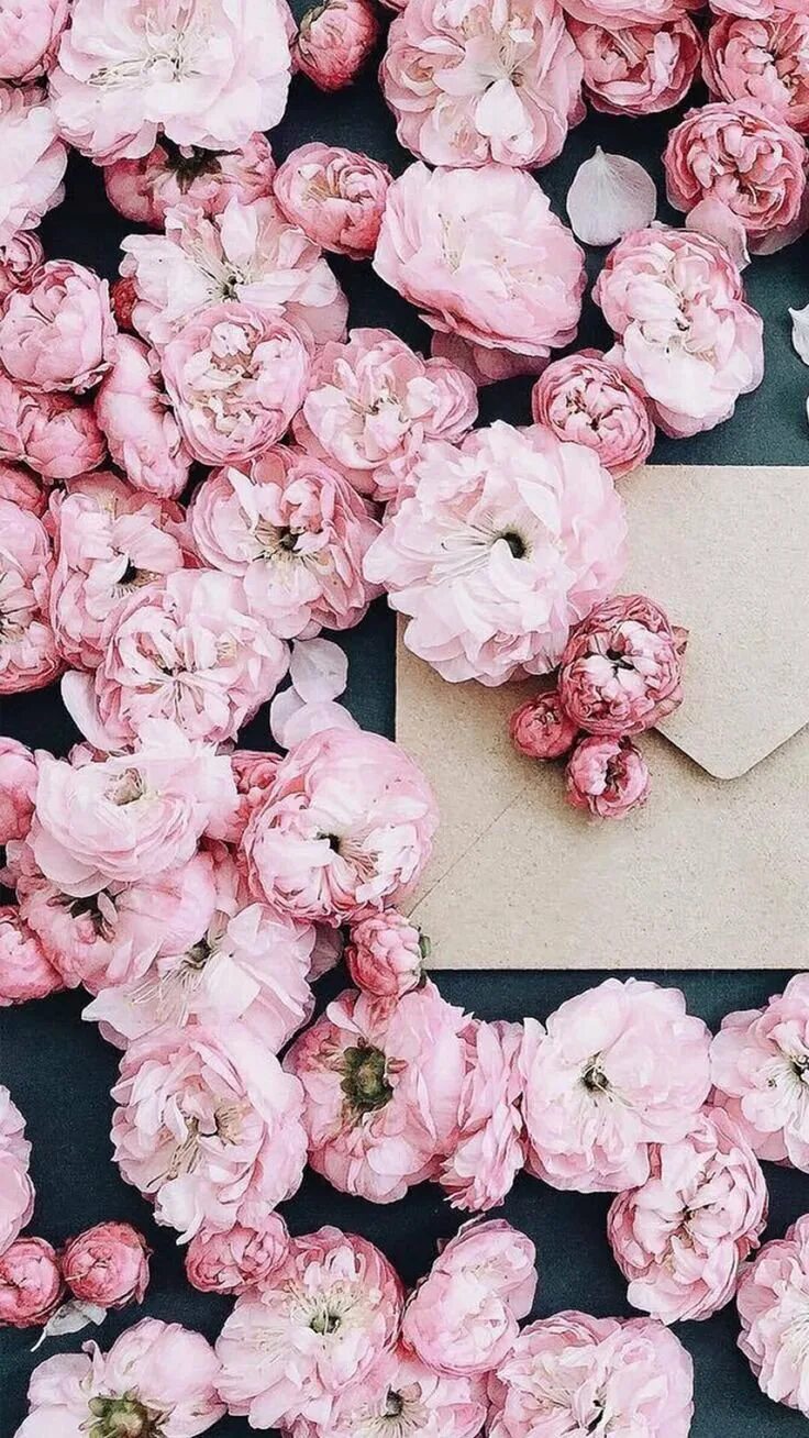 Цветы на телефон айфон. Пионы aesthetic. Цветок "пион". Розовые цветы. Розовые пионы.