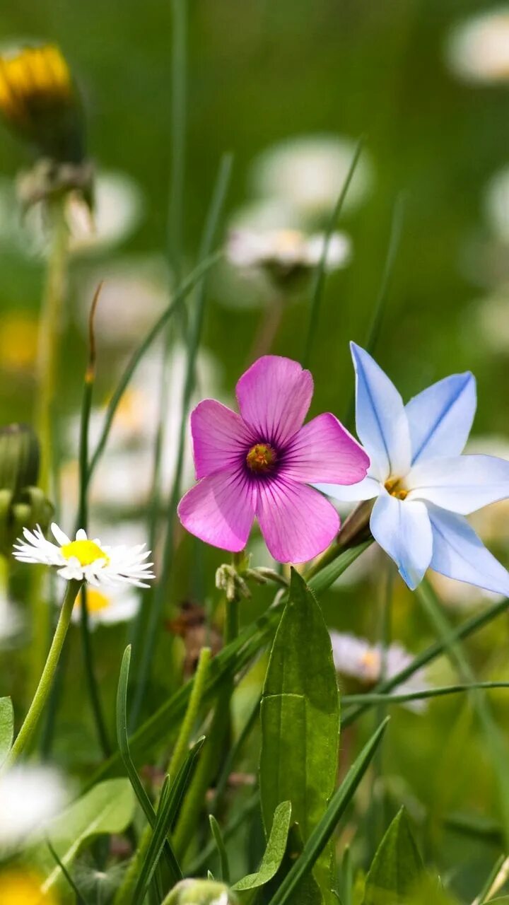 Plants vs. Обои на телефон зелень. Природа зелень. Темные листья. Растения 2 на планшет.