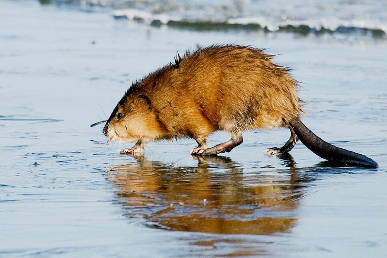Грызун в воде