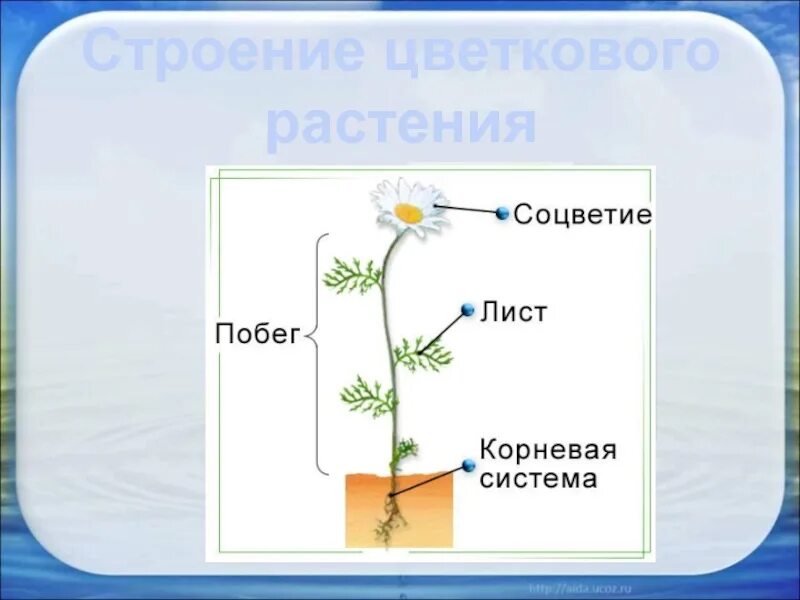 Строение цветковых рисунок. Строение цветковых растений. Однолетние цветковые растения строение. Строение цветкового растения. Внешнее строение цветковых растений.