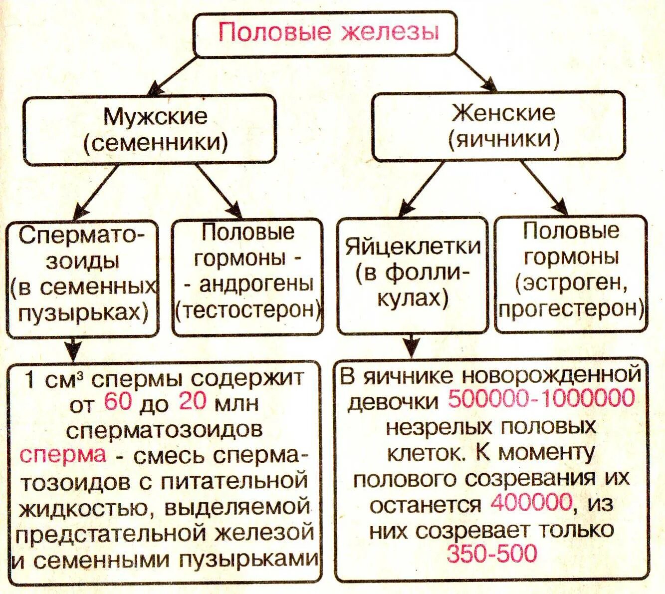 Различия в строении половых клеток. Сравнение половых клеток таблица. Таблица признаков половых клеток. Строение половых клеток таблица. Сравнительная таблица сперматозоида и яйцеклетки.