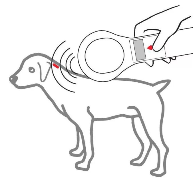 Метка для животных. Чипирование собак. Щенок чип. Чипируют собаку.