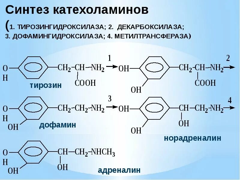 Фермент адреналина. Реакции образования катехоламинов. Тирозин Синтез катехоламинов. Образования норадреналина и адреналина из тирозина. Схема синтеза адреналина из тирозина.