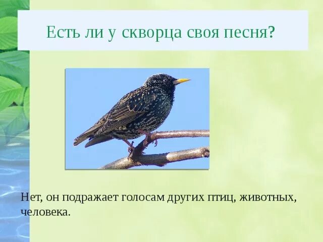 Птица подражатель. Птица подражающая голосам других птиц. Приспособление скворца. Какая птица умеет подражать голосам других птиц.