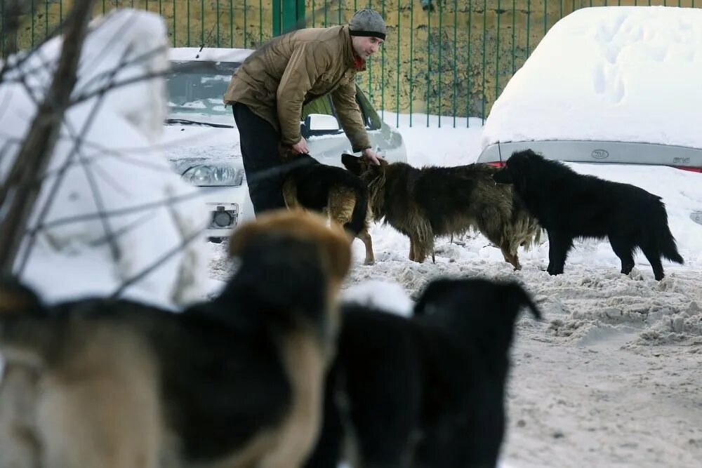 Собаки в турции в магазинах. Они и меня туда давно не пускают. Собака в храме. Собак не пускать. Потерялся в москве.