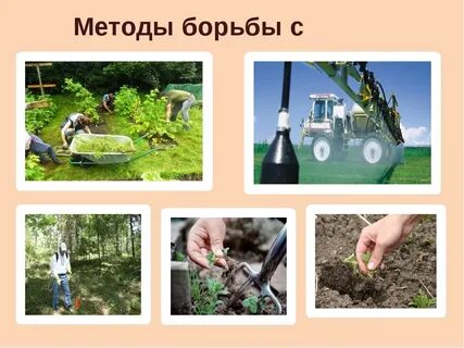 Меры борьбы с сорными растениями