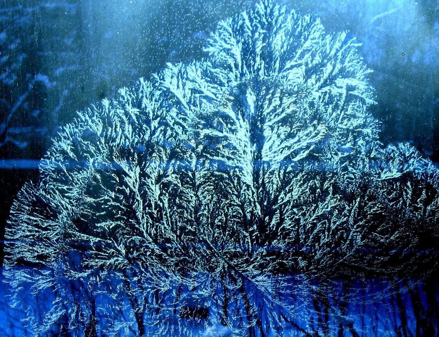 Мороз на деревьях иней. Синий иней современная. Синий иней современная. Кусты в инее. Синий иней современная.
