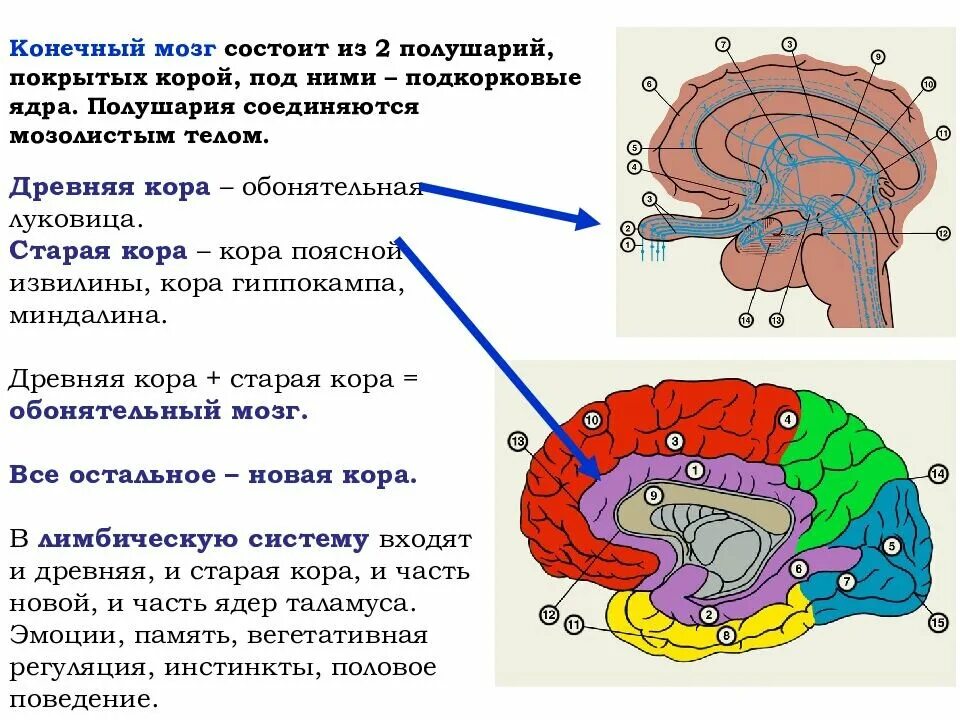 Палеокортекс архикортекс неокортекс. Обонятельная зона расположена