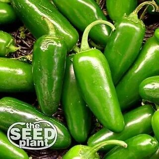 M pepper