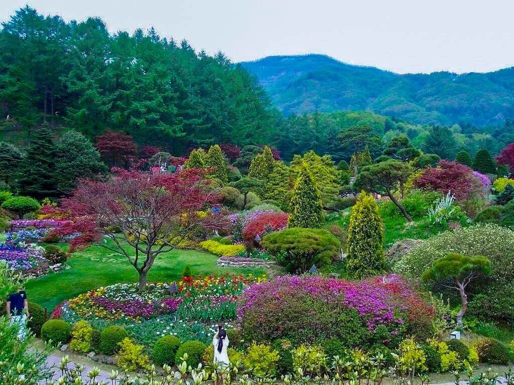 Красивый сад кореи. Сад спокойствия. Сад утреннего спокойствия южной корее. Канвондо южная корея. Дендрарий корея.