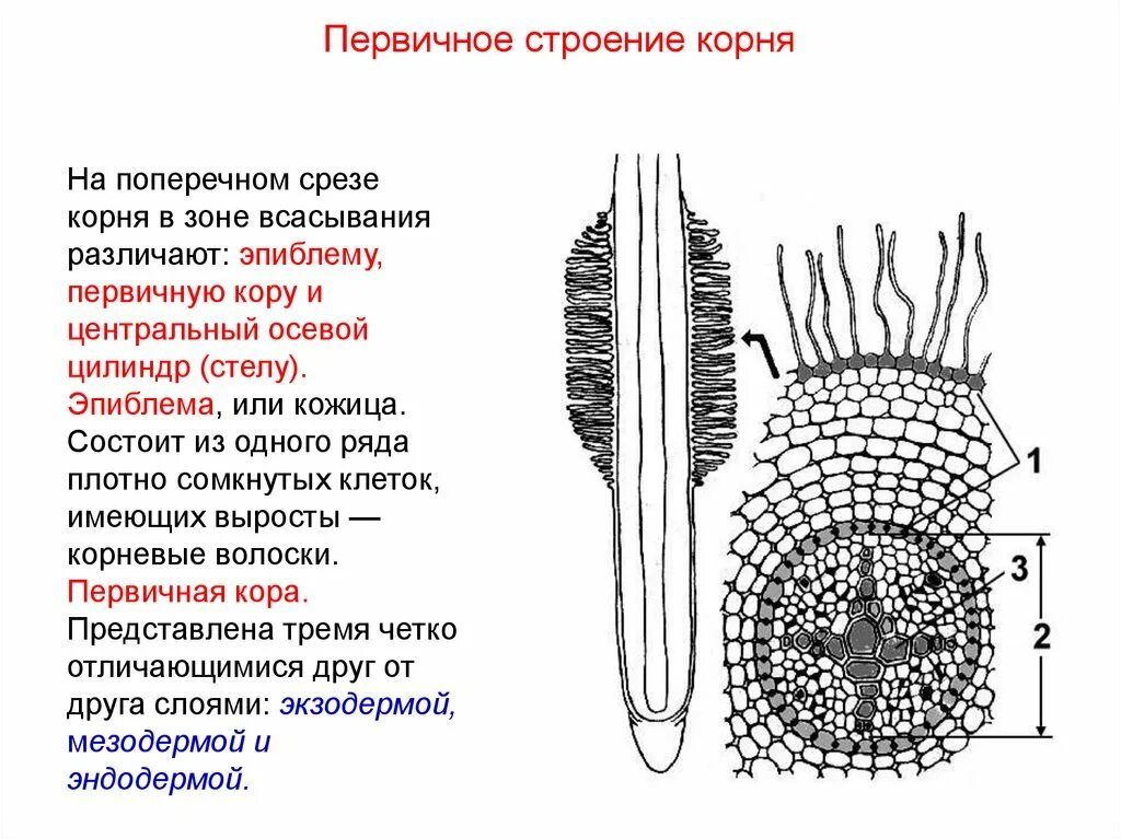 Корень это осевой вегетативный орган. Поперечный срез корня однодольного в зоне всасывания. Поперечный срез корня в зоне всасывания клеточное строение. Схема поперечного среза молодого корня. Внутреннее строение корня поперечный срез.