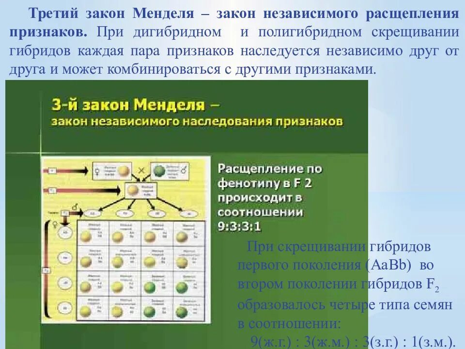 Какой закон проявляется при скрещивании. 3 закон менделя закон наследования признаков. закономерности наследования менделя. законы менделя биология 9 класс. закономерности наследования признаков менделя.
