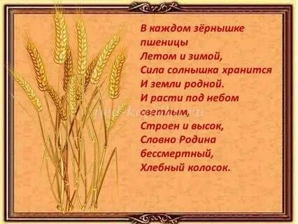 Поле пшеницы стих