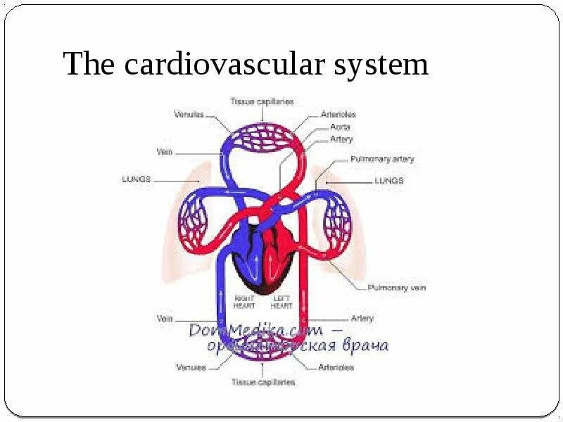 Improving the cardiovascular System;. Frog cardiovascular System. Cardiovascular system