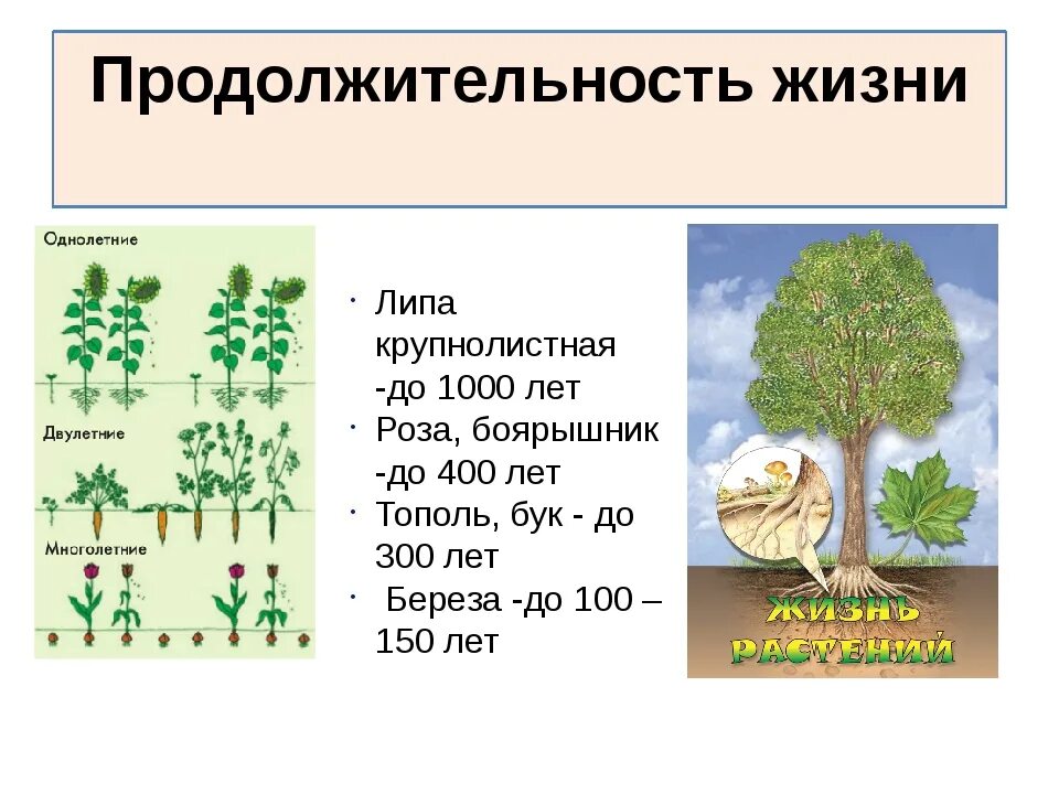 Продолжительность жизни растений. Продолжительность жизни растений и деревьев. Деревья по продолжительности жизни. Срок жизни растений.