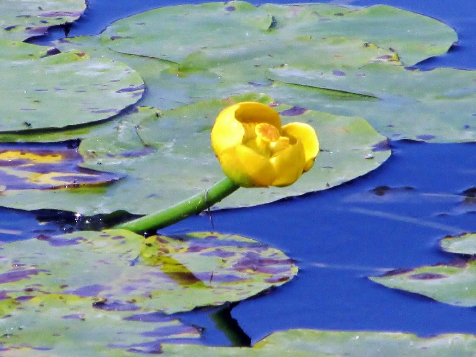 Кубышка (nuphar). Желтые кувшинки плавали в стоячей воде егэ. Кубышка желтая водяная лилия. Кубышка желтая водяная лилия. Кувшинка желтая кубышка.