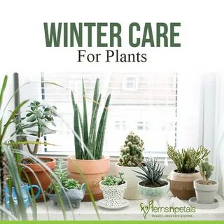 Take care of plants