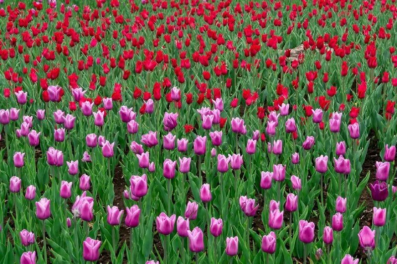 Тюльпаны тепличный. Тюльпаны ижевск. Тюльпаны 70 р написать. Аллея тюльпанов стерлитамак. Клумба на комсомольской площади тюльпаны ярославль.
