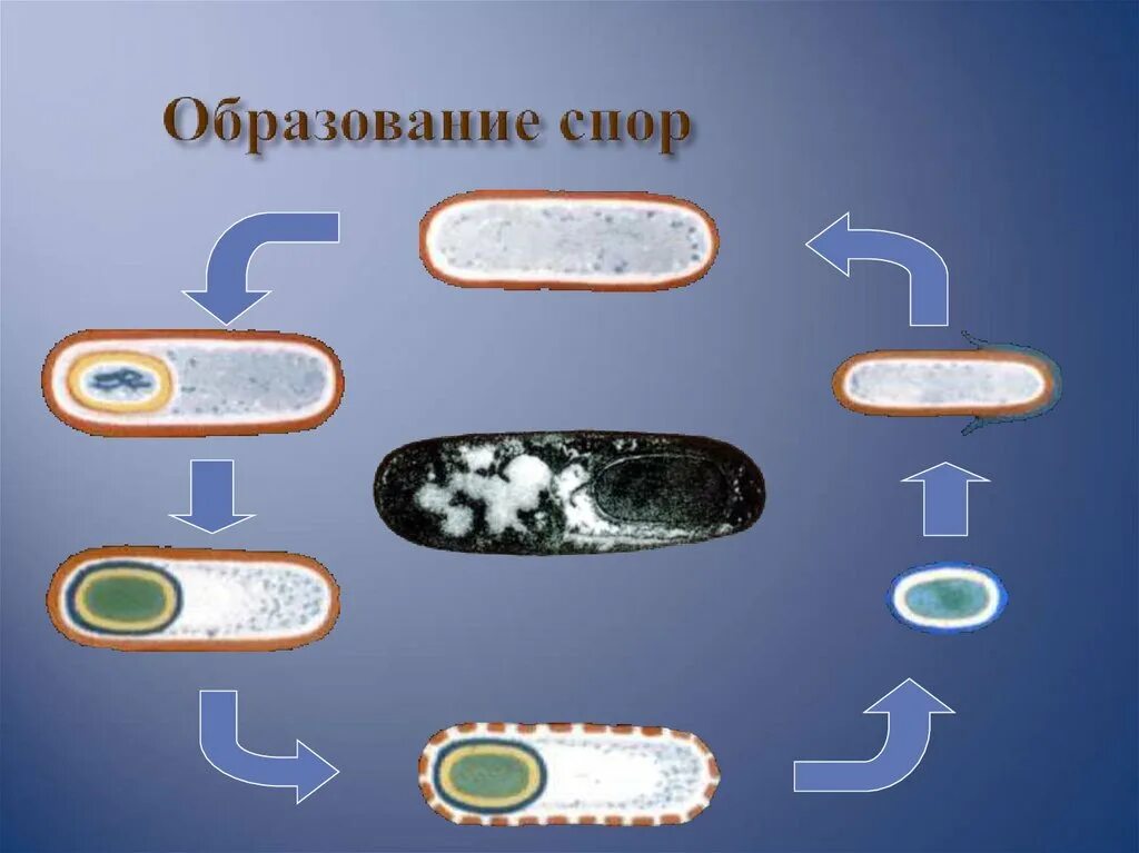 Спорообразование прокариотической клетки. Прокариотическая клетка 10 класс. Прокариотическая клетка презентация. Образование спор. Появление первых прокариотических клеток