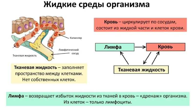 Тест внутреннюю среду организма составляют 8 класс. Тест внутреннюю среду организма составляют 8 класс