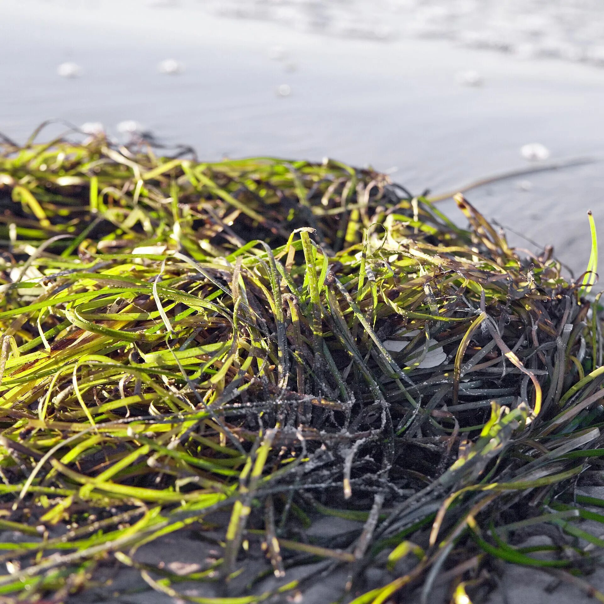 Морская трава. Водоросли на суше. Водоросли в воде и на суше. Груда морской травы.