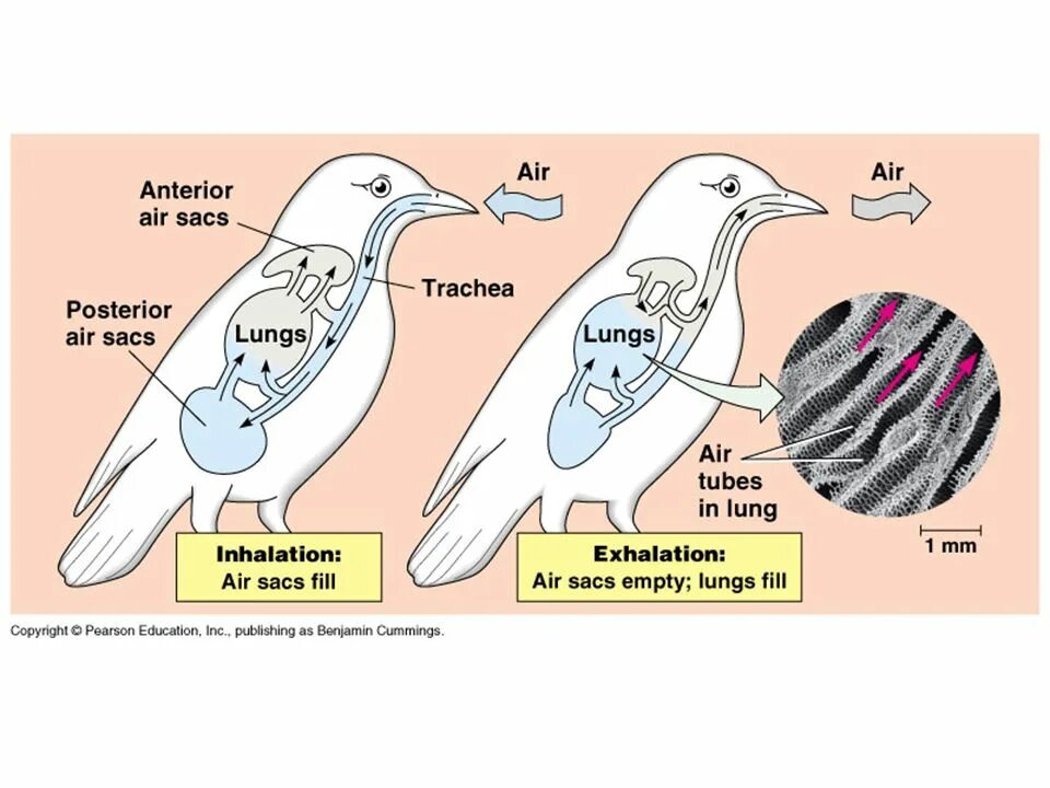 Имеют ли легкие птицы. Дыхательная система птиц птиц. Respiratory System of Birds. Дыхательная система птиц орнитология. Легкие птицы строение.