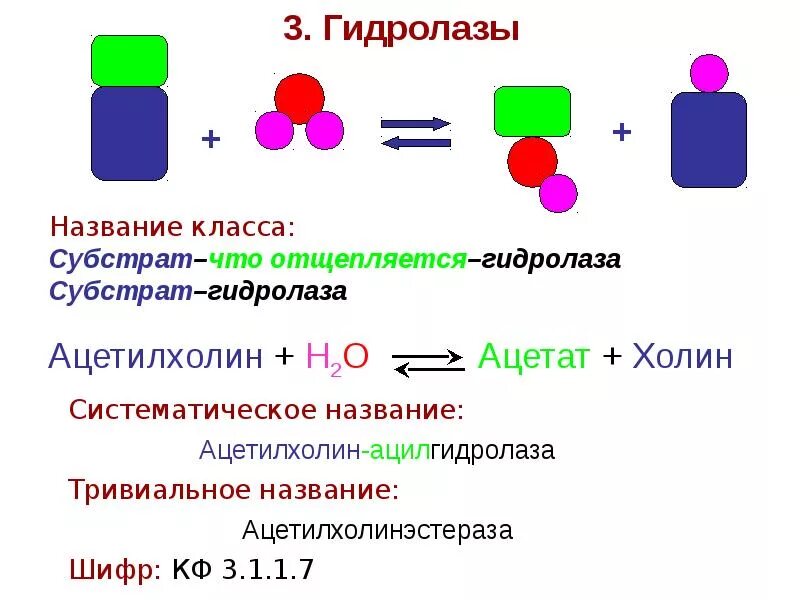 Химическая реакция катализируемая ферментом. Схема реакции гидролазы. Классификация ферментов гидролазы. Гидролазы катализируют реакции. Гидролазы ферменты реакция.