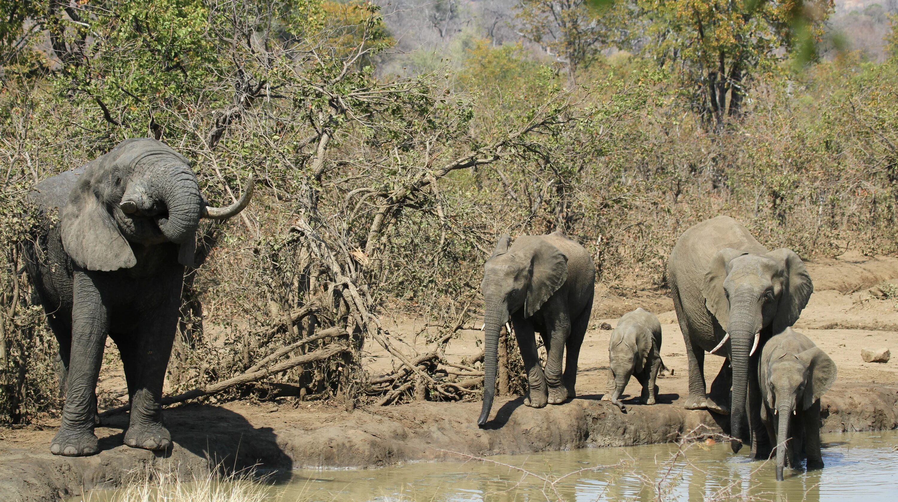 Африканский слон ареал. Слоны обитание. Африканский слон живёт в джунглях. Где живут африканские слоны. Какой тип развития характерен для африканского слона