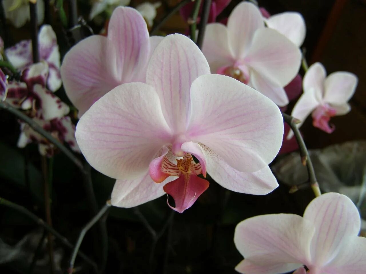 Розовая орхидея с розовой губой. Фаленопсис рефлекшн. орхидея phalaenopsis kellion. фаленопсис maki watanabe. фаленопсис замбези.