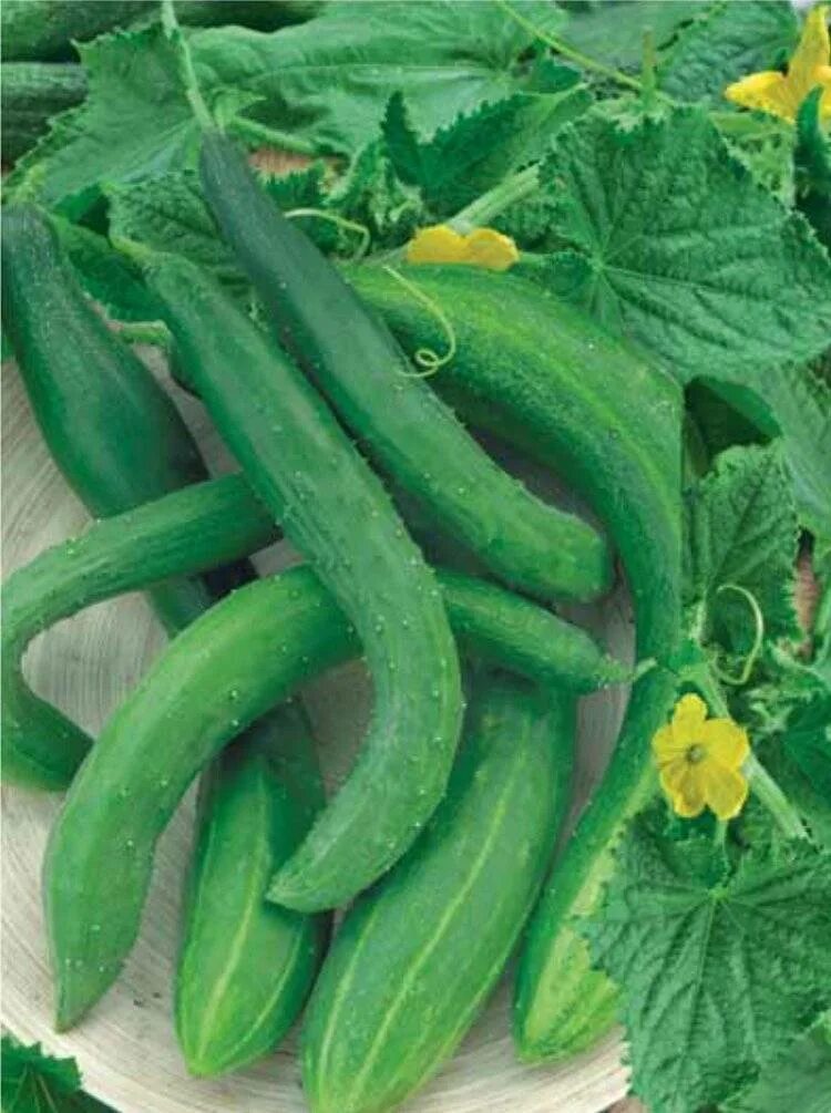 Огурец китайский жароустойчивый (аллигатор 4). Огурец ф1 китайский змей. Огурец китайский f1 эйч. Китайский холодостойкий огурец. Огурец китайский джин 1.