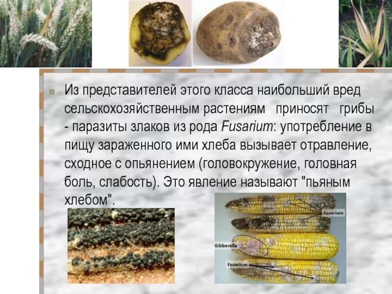 Головня фитофтора трутовик