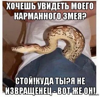 Приколы про змей